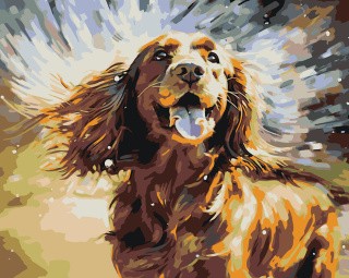 Картина по номерам «Собака Спаниель и брызги воды»