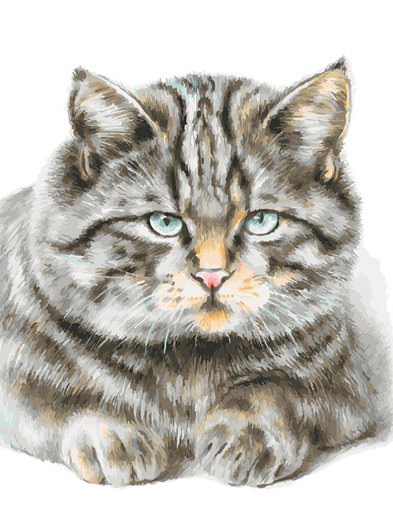 Картина по номерам «Кот домашний»