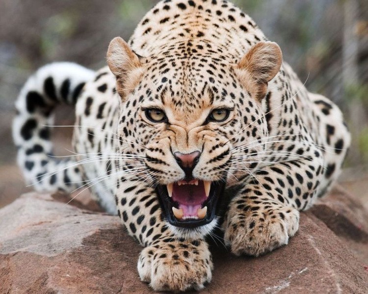 Алмазная вышивка «Леопард» — картинка 2