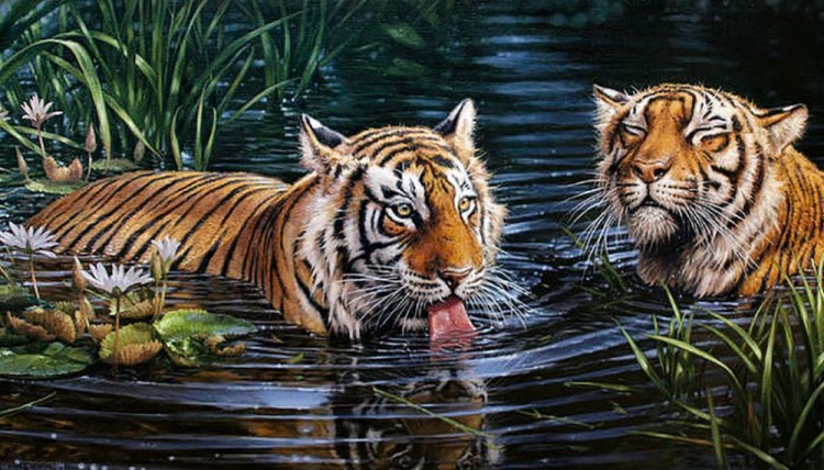 Алмазная вышивка «Тигры в воде»