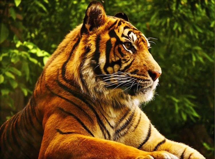 Алмазная вышивка «Золотой тигр»