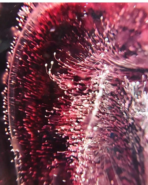 Краска для Петри Petri 5 Сиреневый 5 мл, Kamenskaya Ink — картинка 4