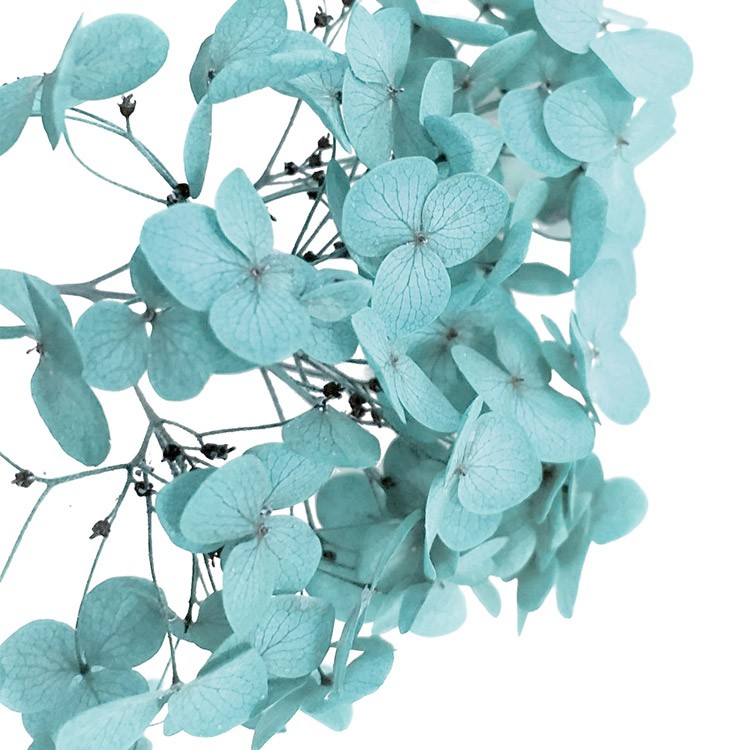 Стабилизированные цветы Гортензии (голубые)