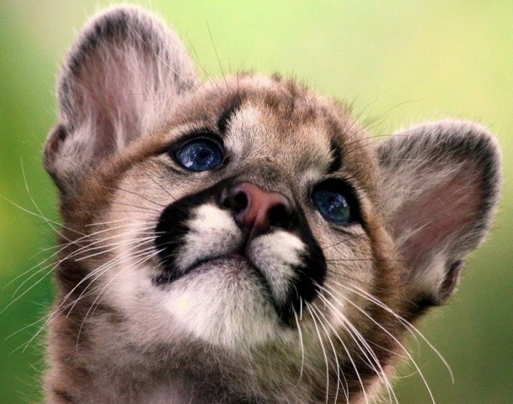 Картина по номерам «Малыш пумы» — картинка 2