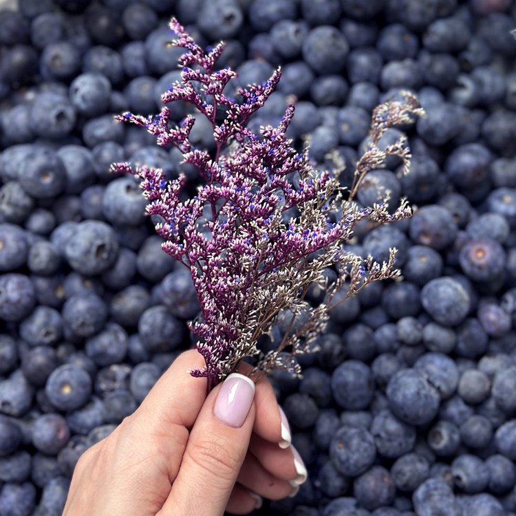 Сухоцветы цветы Танцующее растение, 1 упаковка — картинка 4