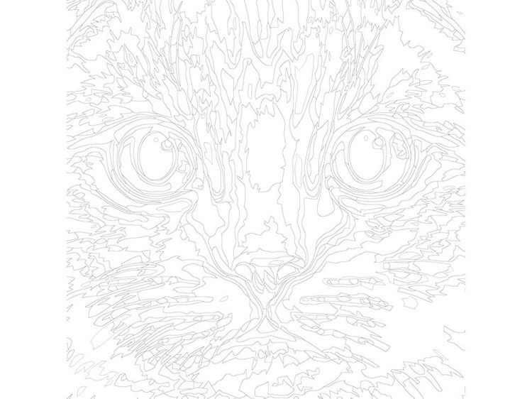 Картина по номерам «Шотландская вислоухая» — картинка 3