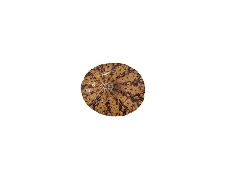 Ракушки декор Patella Testudinaria, 50 г ± 5 г 2,5-6,3 см, Zlatka