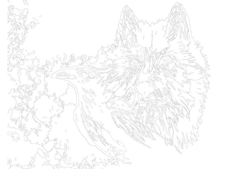 Картина по номерам «Белый волк» — картинка 3