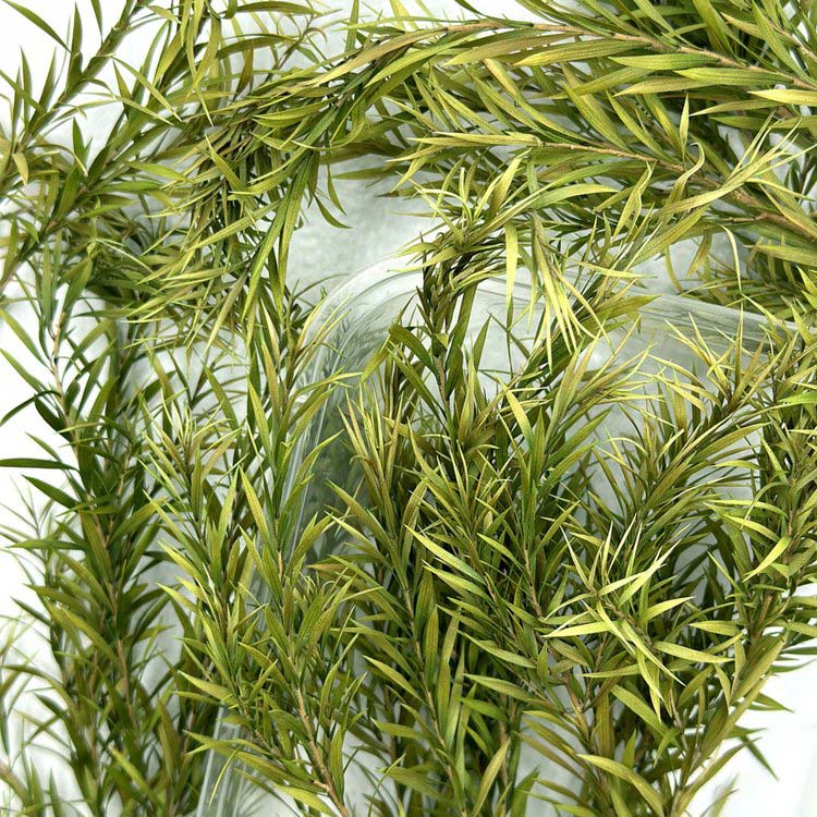 Сухоцветы листья Чайного дерева, 1 упаковка — картинка 2