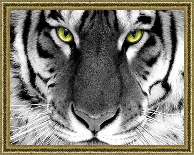 Алмазная вышивка «Серьезный тигр»