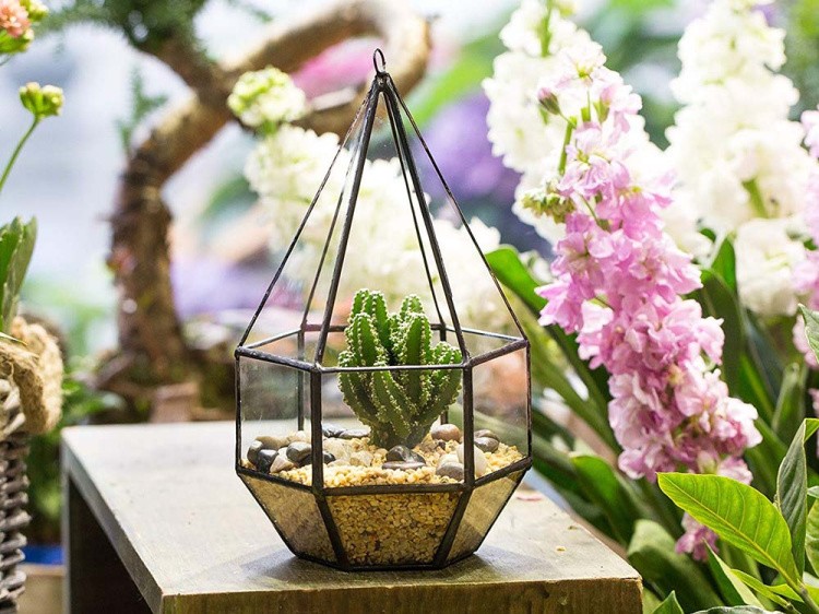 Флорариум капля-1 — картинка 5