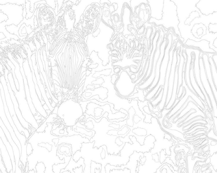 Картина по номерам «Зебры» — картинка 3