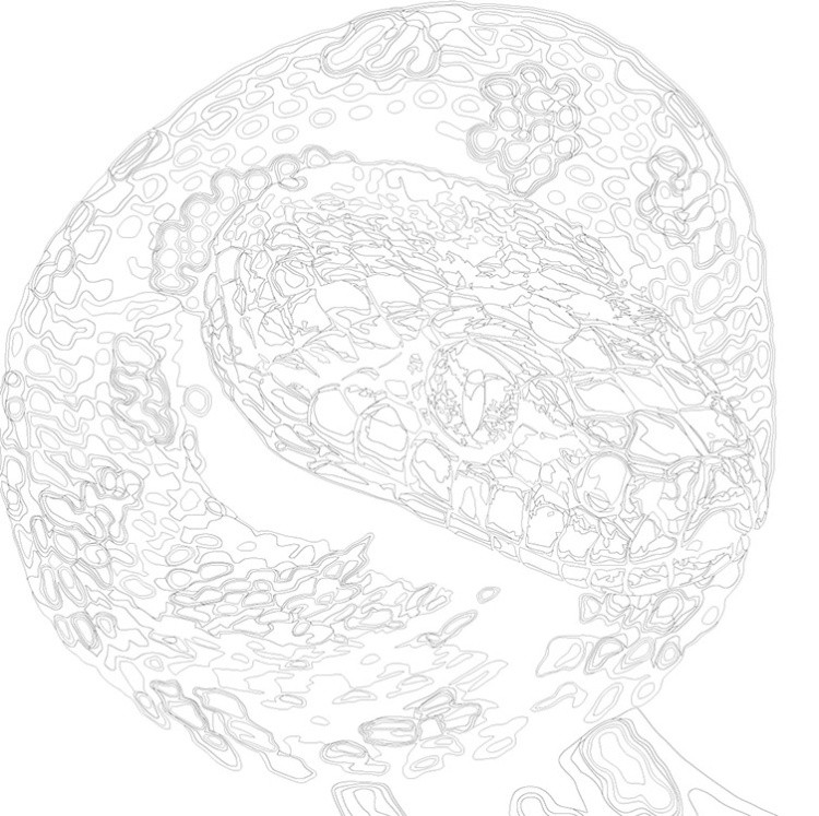 Картина по номерам «Пятнистая змея, Символ года, животные» — картинка 3