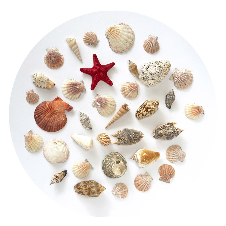 Набор морских ракушек (3-8 см), 300 г, Artline — картинка 3