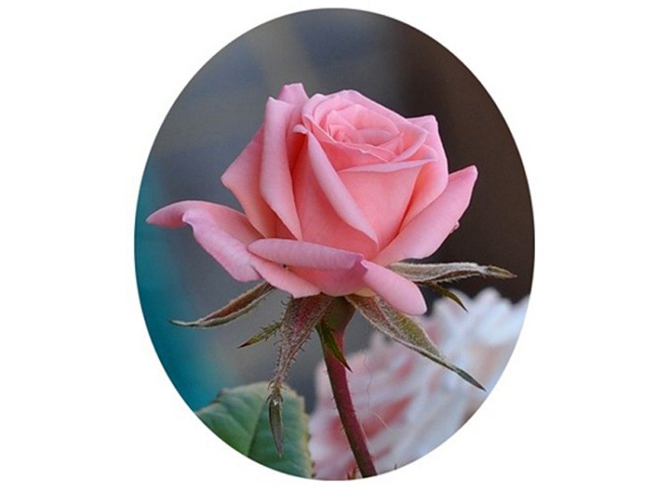 Папертоль «Роза в овале» — картинка 2