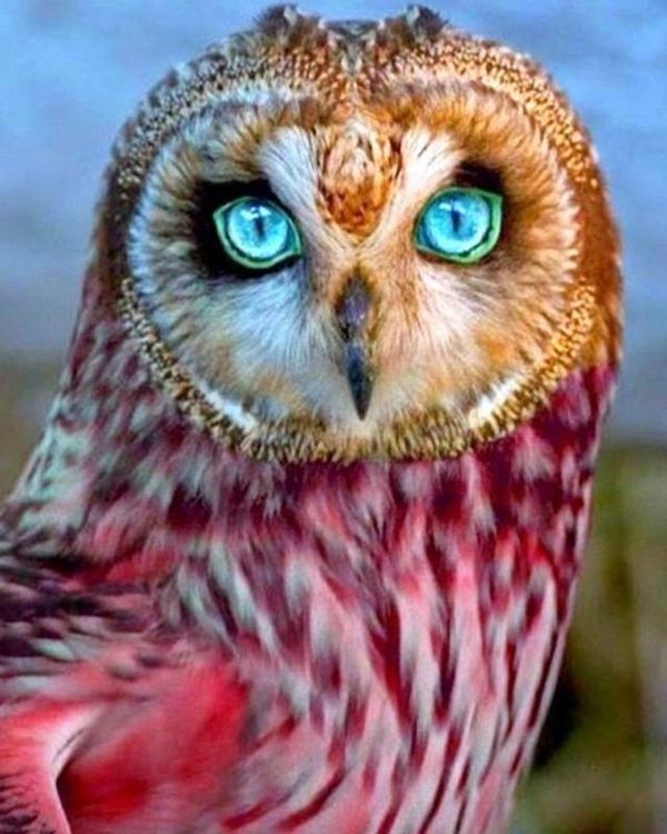 Алмазная вышивка «Прекрасная сова» — картинка 2