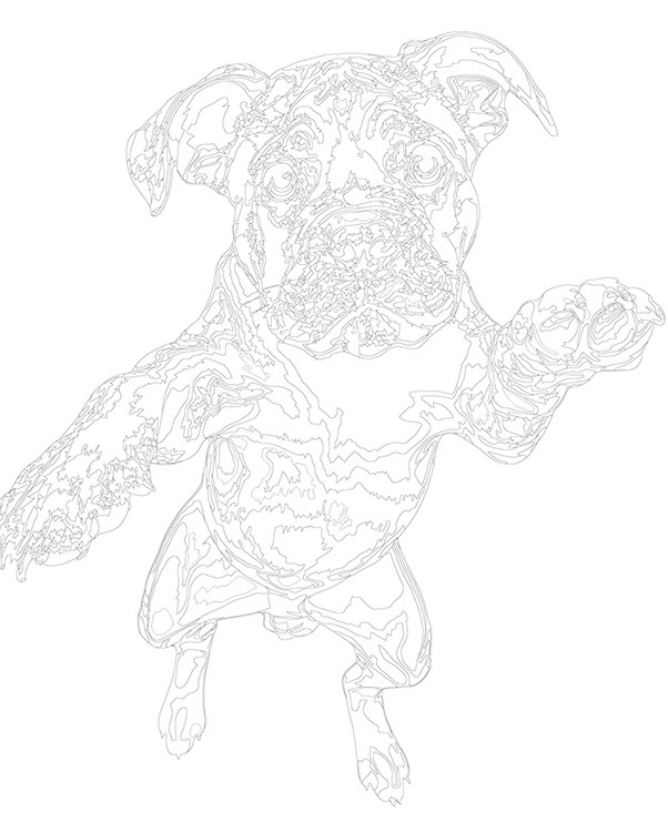 Картина по номерам «Собака Кане корсо щенок в прыжке» — картинка 3