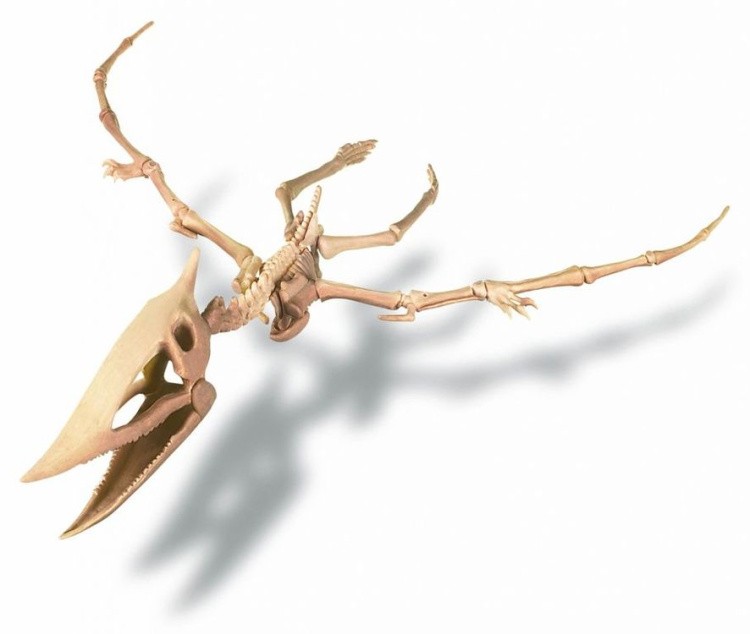 Набор юного археолога «Скелет Птерозавра» — картинка 2