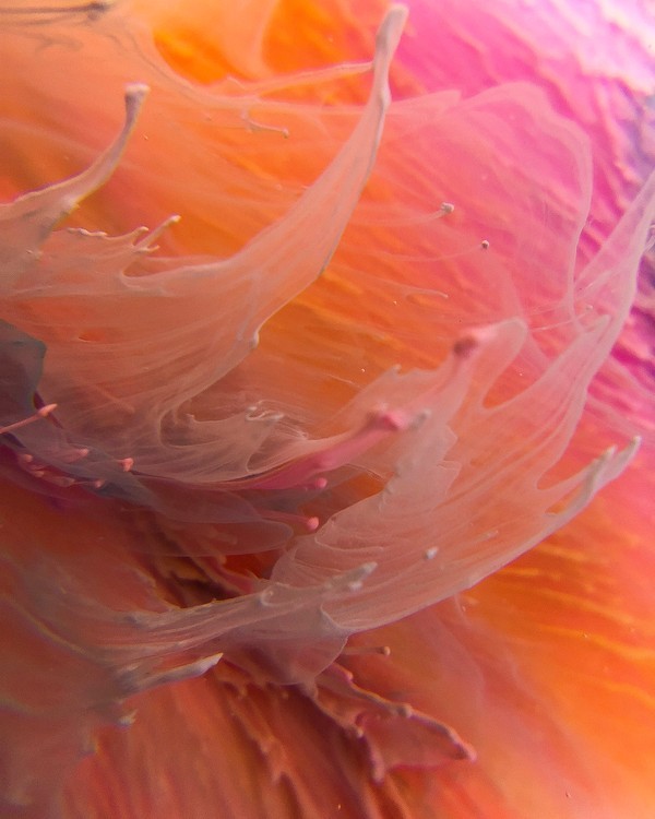 Краска для Петри Тыква 5 мл, Kamenskaya Ink — картинка 4