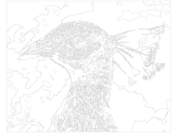 Картина по номерам «Голова павлина» — картинка 3