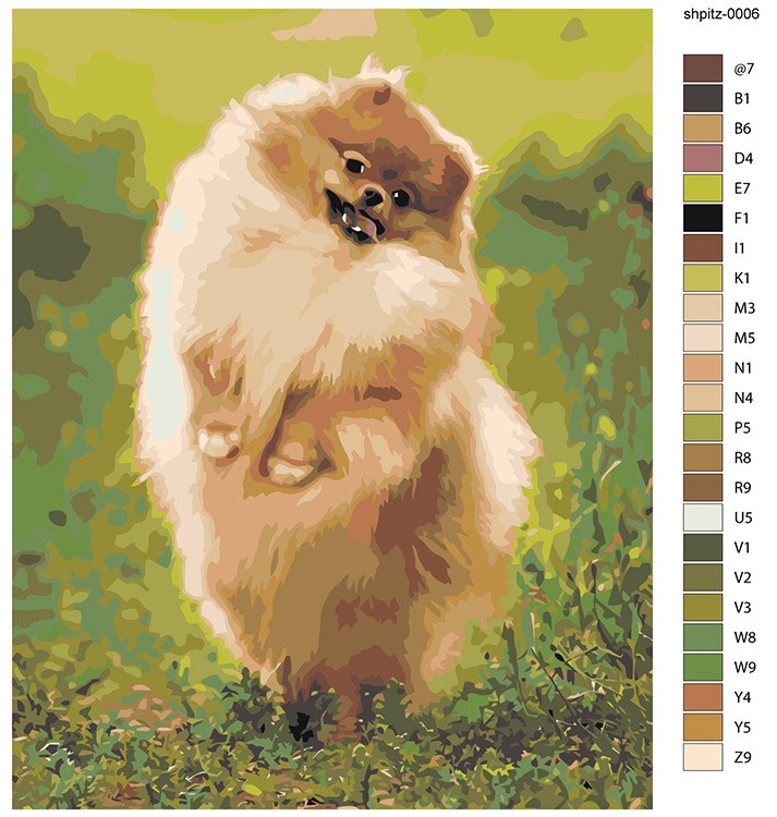 Картина по номерам «Собаки: Шпиц на зеленом лугу 40х50» — картинка 2