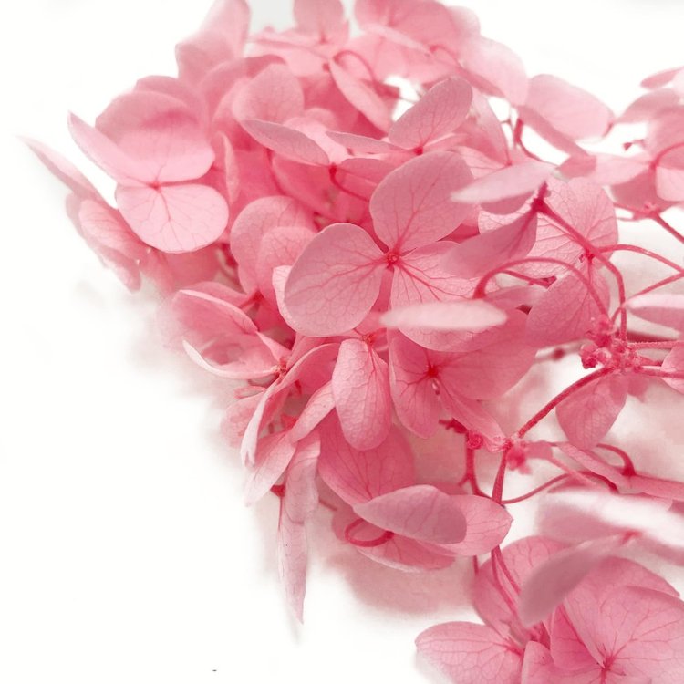 Стабилизированные цветы Гортензии (розовые) — картинка 3