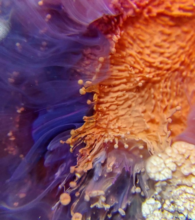 Краска для Петри Petri 8 Аметист 5 мл, Kamenskaya Ink — картинка 6