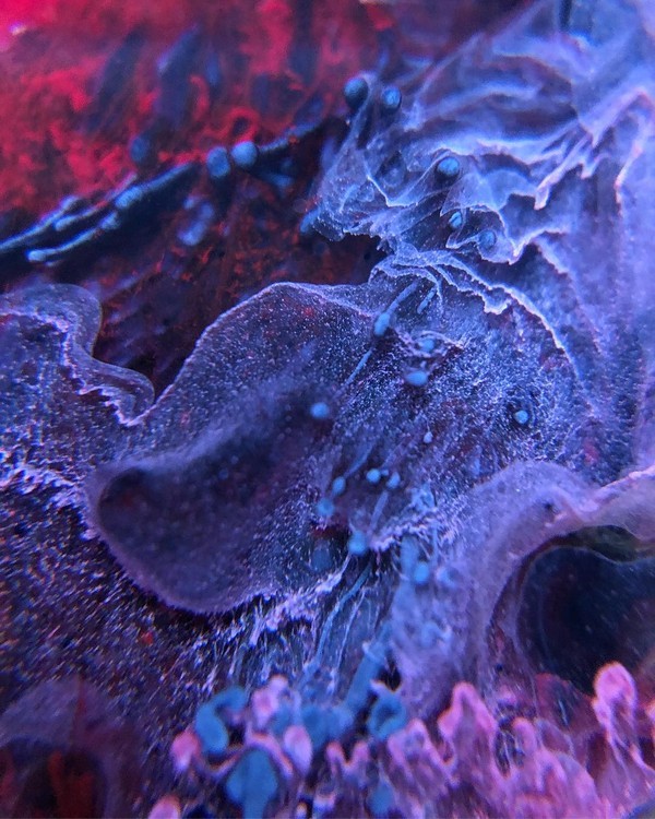 Краска для Петри Синее небо 5 мл, Kamenskaya Ink — картинка 4