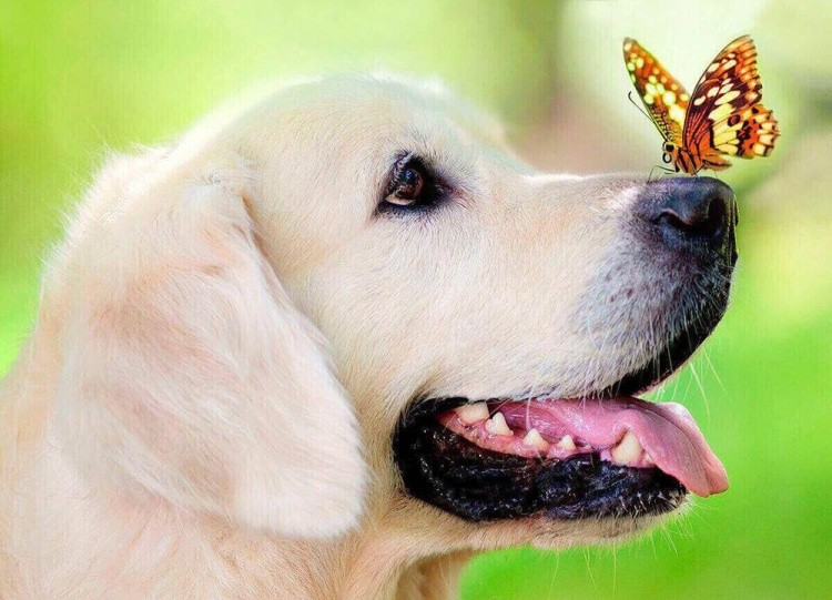 Алмазная вышивка «Пес и бабочка»