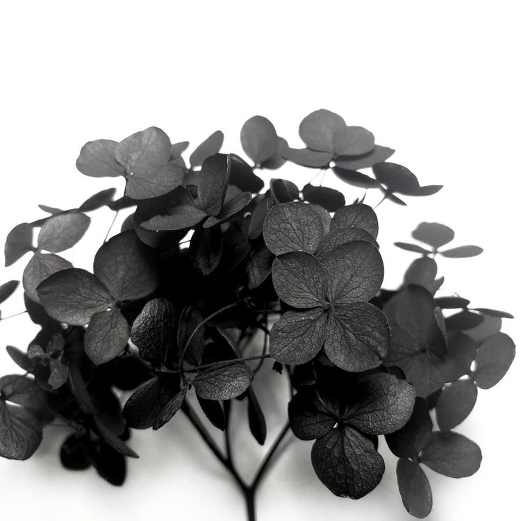Стабилизированные цветы Гортензии (черные) — картинка 3