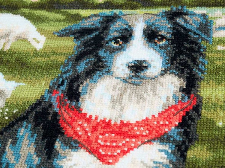 Набор для вышивания «Бордер-колли» — картинка 3