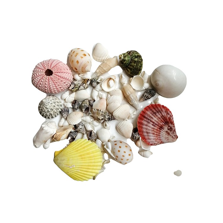 Набор №1 ракушки для декоративных работ — картинка 2