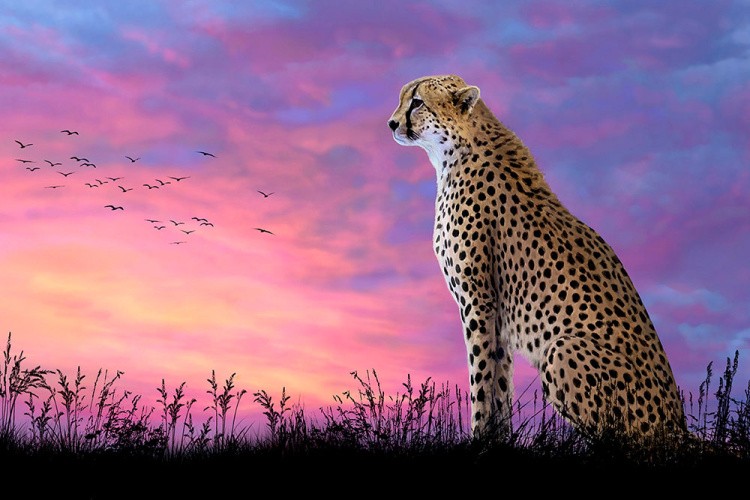 Алмазная вышивка «Леопард на закате»