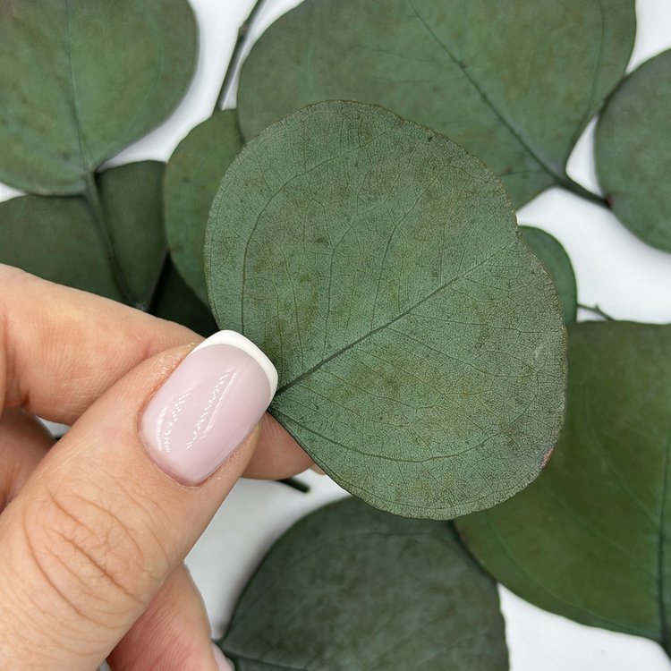 Сухоцветы Эвкалипта широкие, 1 упаковка — картинка 3