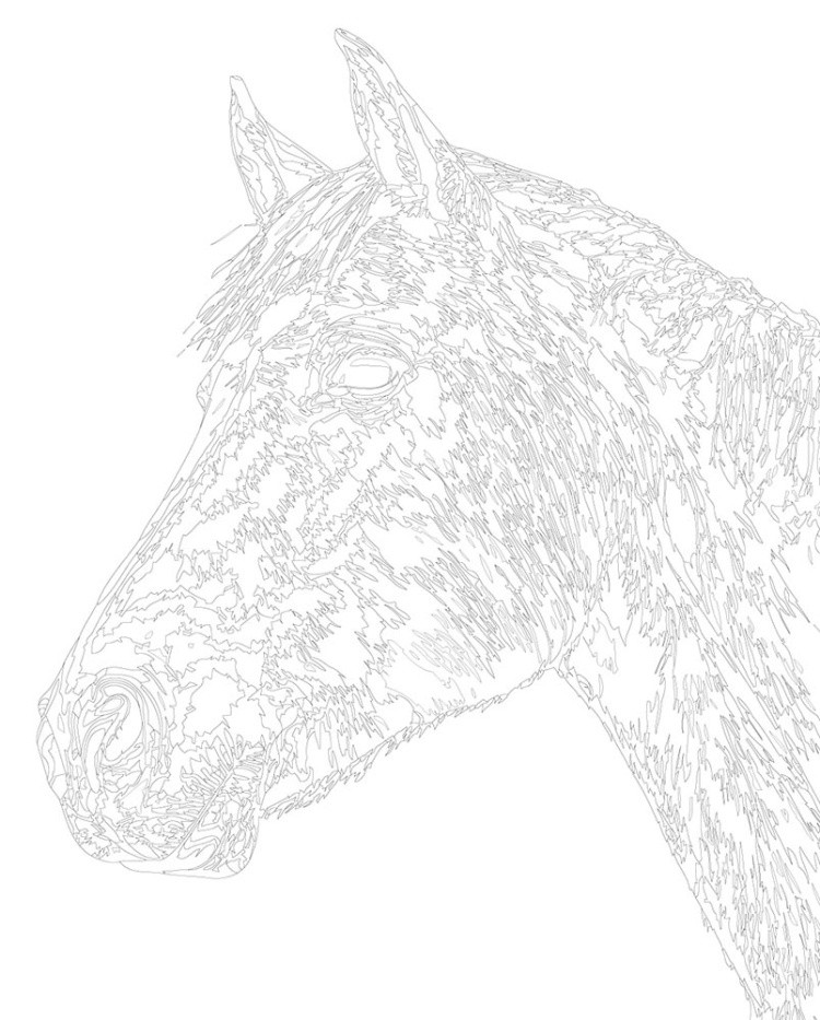 Картина по номерам «Животные: конь на белом фоне, портрет» — картинка 3