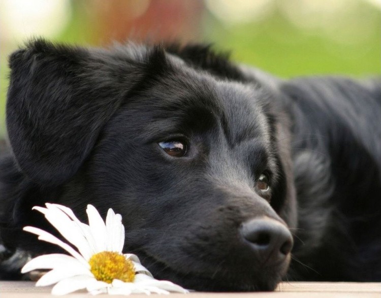 Картина по номерам «Чёрный пёсик» — картинка 2