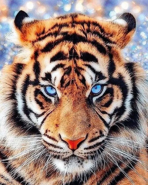 Алмазная вышивка «Взгляд тигра»