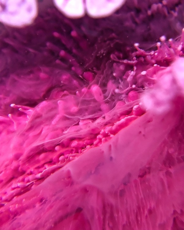 Краска для Петри Petri 7 Фуксия 5 мл, Kamenskaya Ink — картинка 5