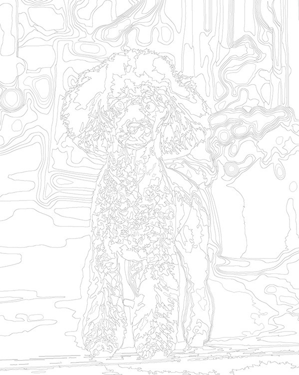 Картина по номерам «Собака пудель на улице 40х50» — картинка 3