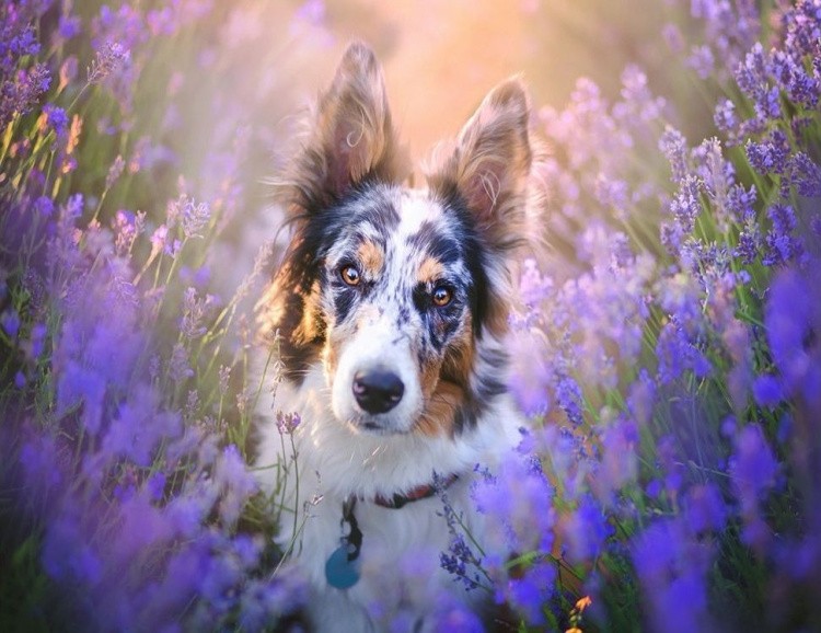 Картина по номерам «Пёс в цветах» — картинка 2