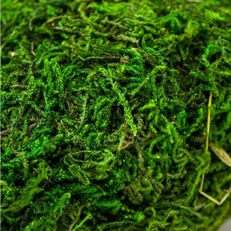 Декоративный наполнитель Мох натуральный, цвет: зеленый 50 г ± 5, Blumentag — картинка 2