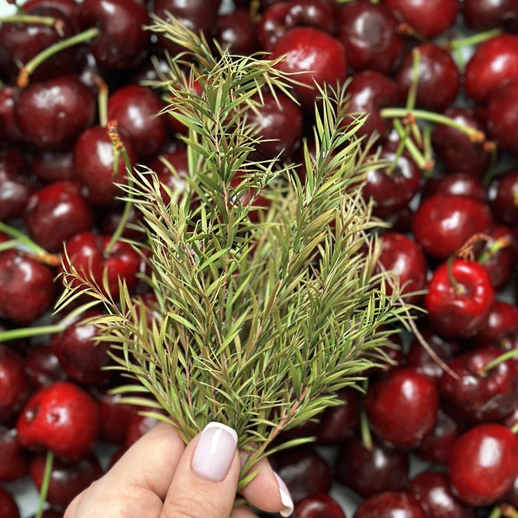 Сухоцветы листья Чайного дерева, 1 упаковка — картинка 4