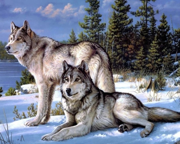 Картина по номерам «Волки на снегу»
