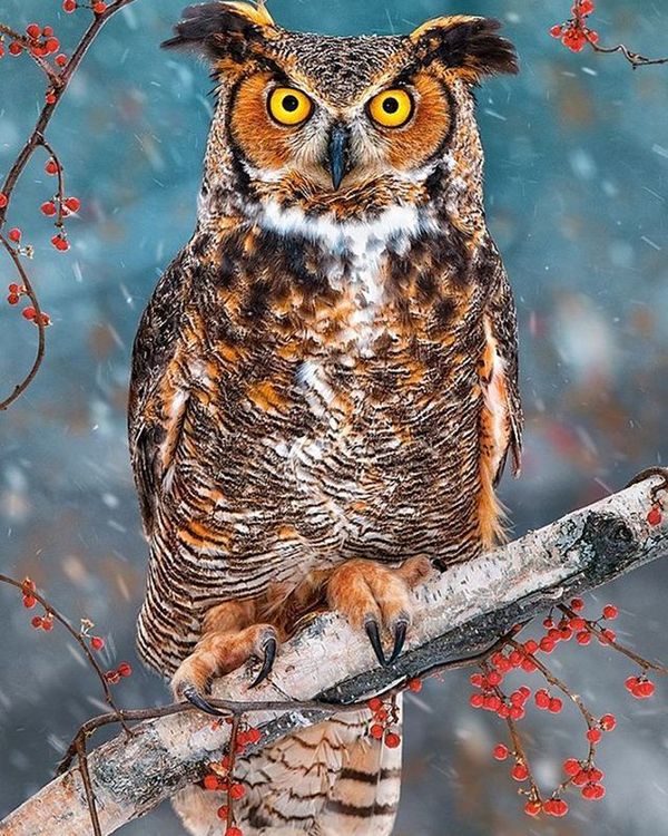 Алмазная вышивка «Взгляд совы» — картинка 2