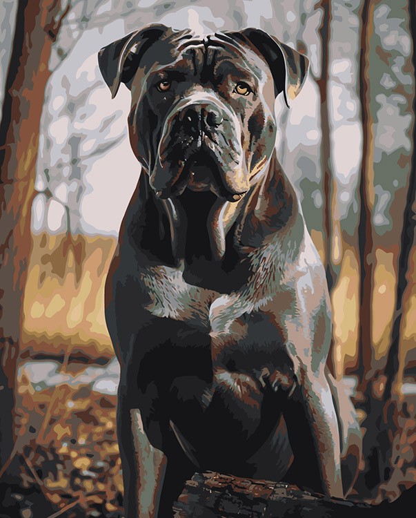 Картина по номерам «Собака Кане корсо в осеннем лесу»