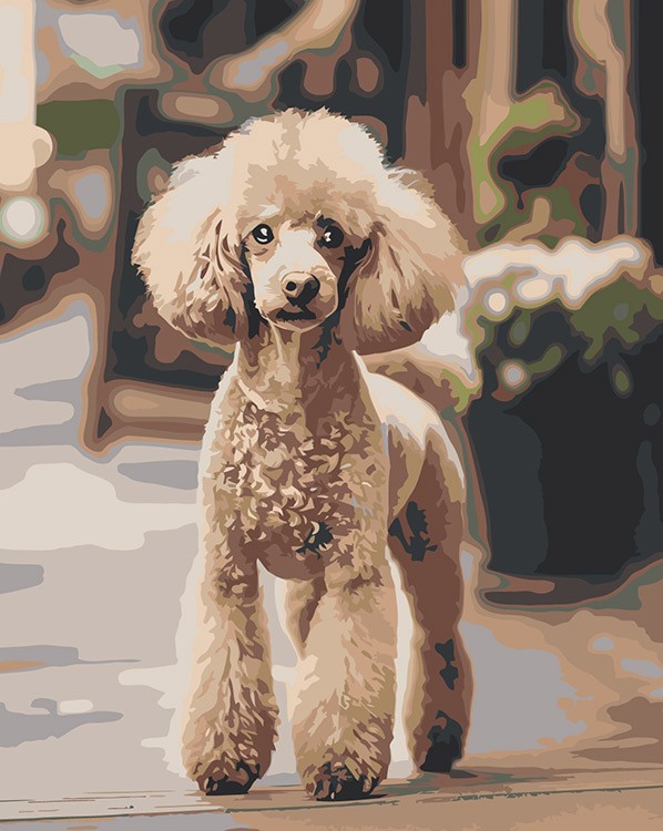 Картина по номерам «Собака пудель на улице 40х50»