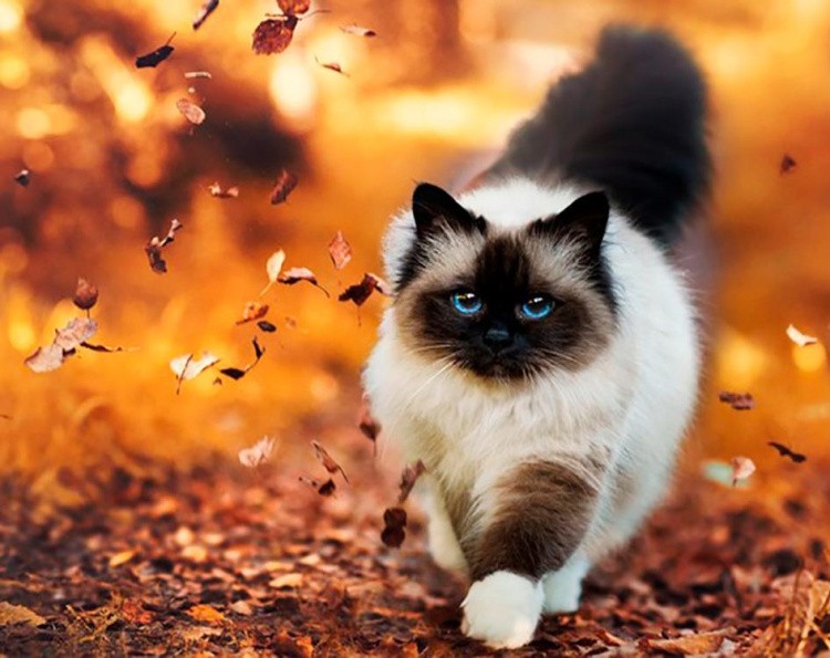 Картина по номерам «Осенняя прогулка» — картинка 2