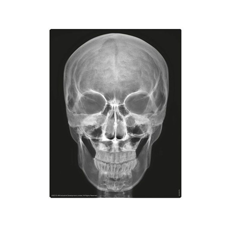 Набор юного врача «Скелет человека» — картинка 6