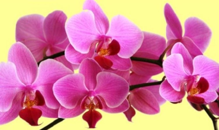 Алмазная вышивка «Розовая орхидея»