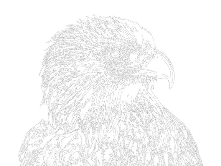 Картина по номерам «Гордый орел» — картинка 3